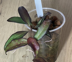 #25 Hoya 'Rosita' - $20 - SOLD